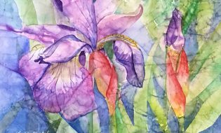 Pond Iris by Nancy Michel