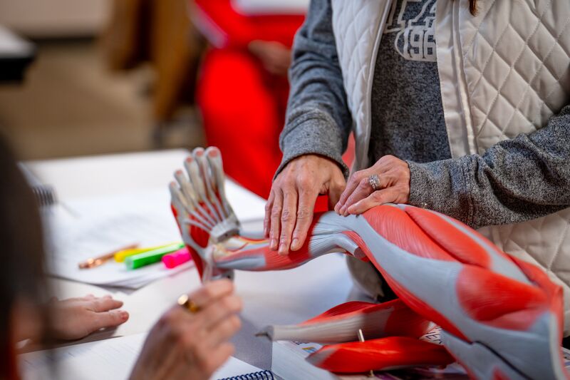 Massage therapy, instructor hands showing muscles on simulation leg
