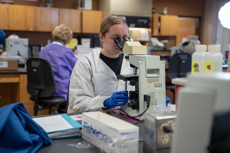 Medical laboratory, female student looking through microscopes